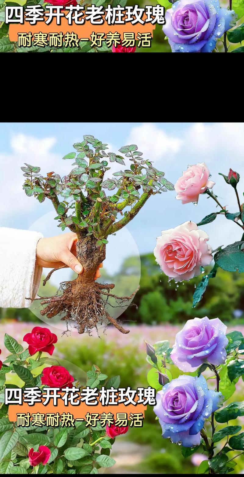 花瓶土培玫瑰花的养护技巧有哪些？如何保持花期更长？
