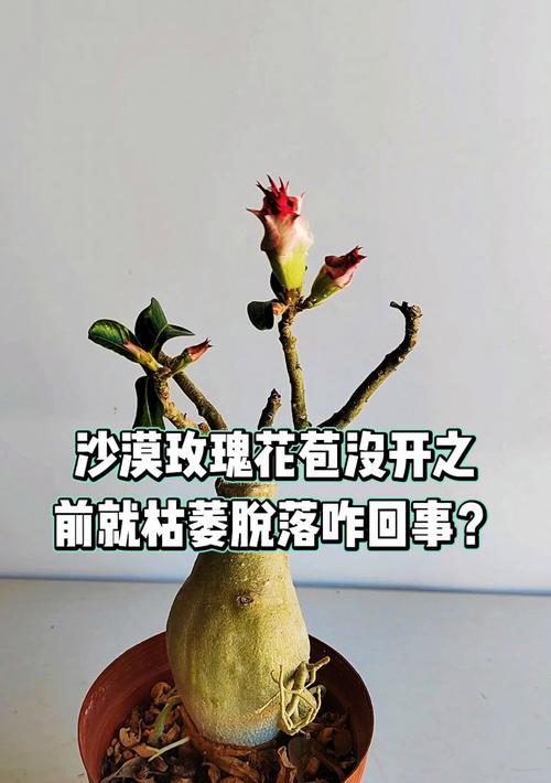 玫瑰花长花苞需要多长时间？
