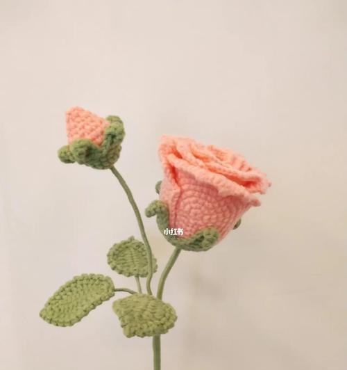 玫瑰花长花苞需要多长时间？