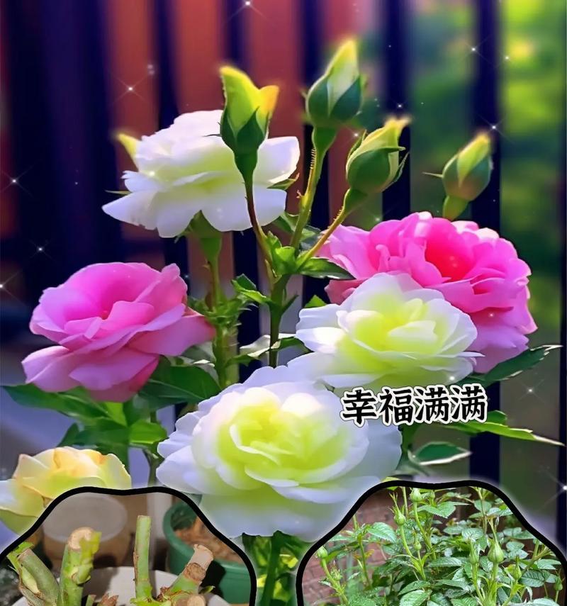 玫瑰花长花苞需要多长时间？