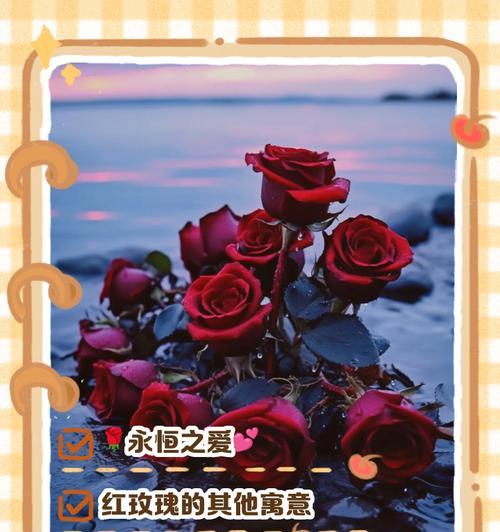送给病人的玫瑰花寓意着什么？