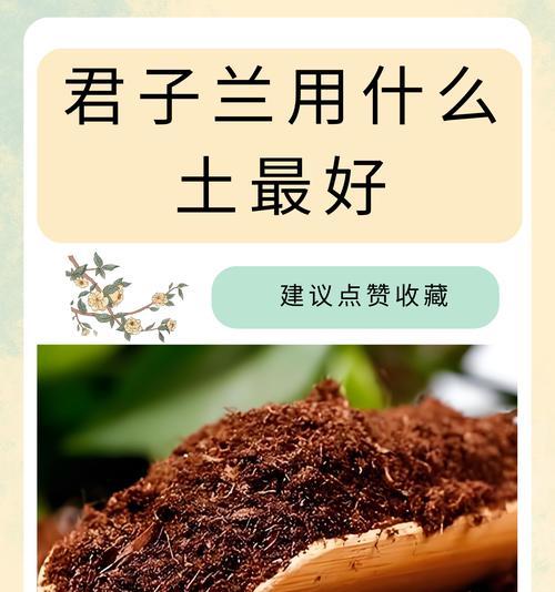 君子兰哪个品种油性强又好养？如何选择？