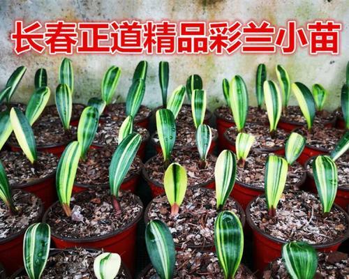 君子兰哪个品种油性强又好养？如何选择？