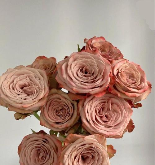 卡布奇诺红玫瑰的花语是什么？送卡布奇诺红玫瑰有何含义？