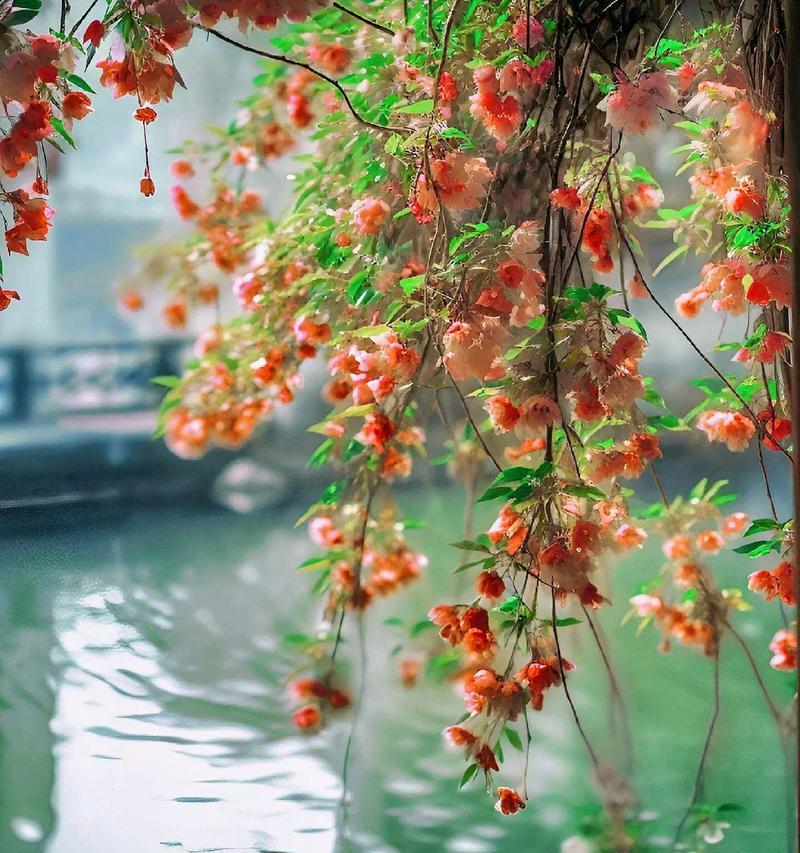 海棠花开的花语和寓意是什么？