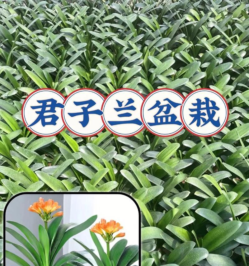 君子兰在夏天应该怎样浇水？