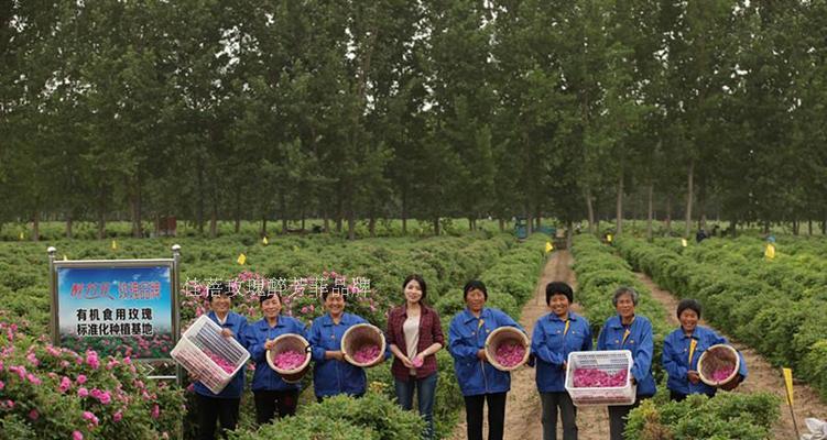 黑土种植玫瑰花的方法是什么？