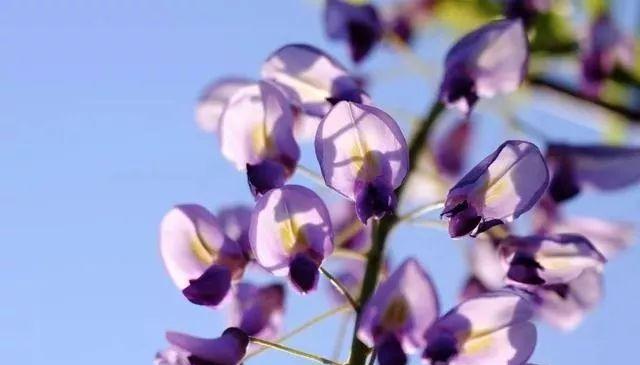 陆沉的代表性花语是什么？这种花语有何特别之处？