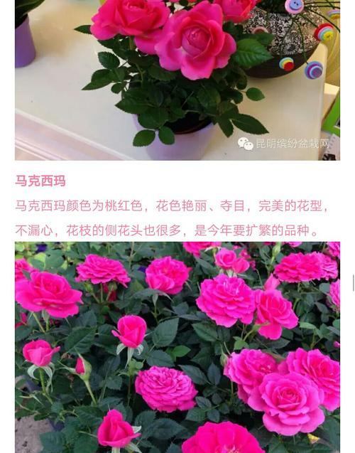 玫瑰花保鲜的最佳温度是多少？