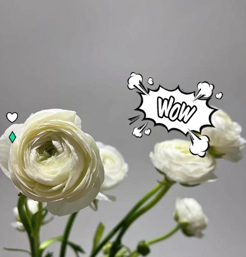 洋牡丹的花语代表什么？