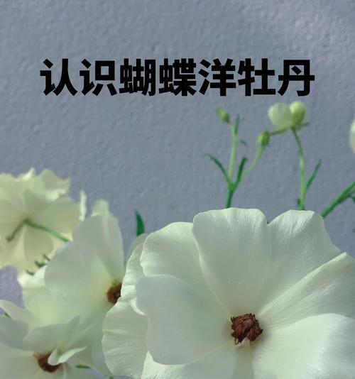 洋牡丹的花语代表什么？
