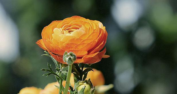 洋牡丹的花语代表什么？