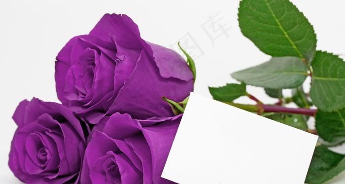 紫色紫气玫瑰花的养护技巧有哪些？如何保持其颜色鲜艳？