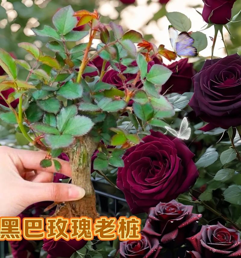 小妖精玫瑰代表什么意义？