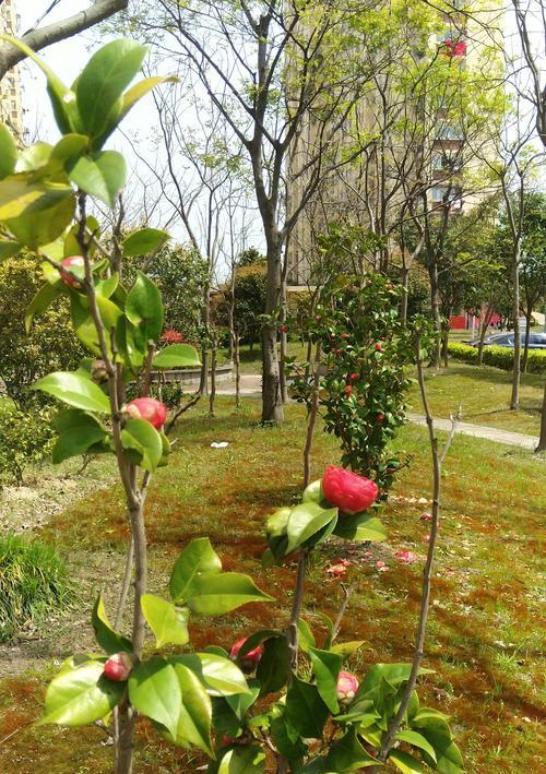 国贞花语园小区的特色和居住环境如何？
