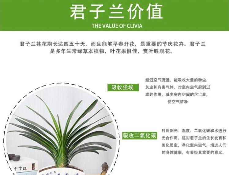 君子兰2月底养护要点是什么？管理技巧有哪些？