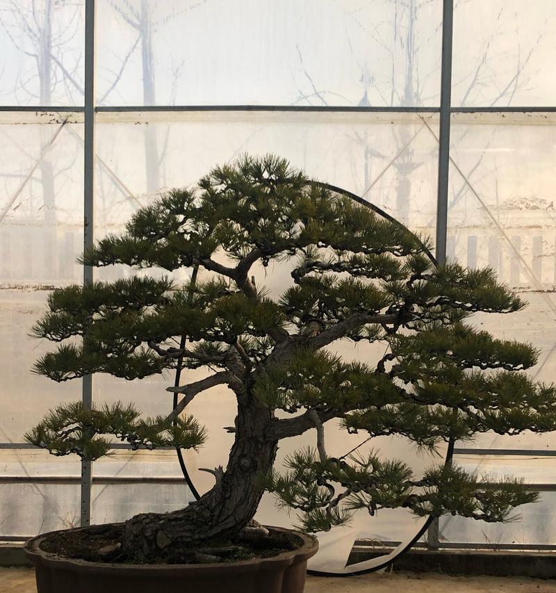黑松的花语象征和寓意是什么？