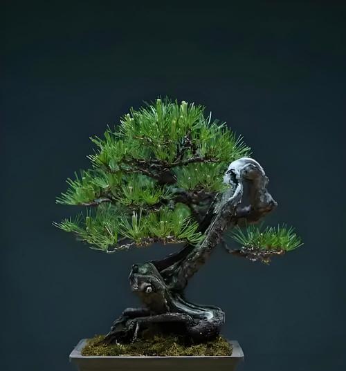 黑松的花语象征和寓意是什么？