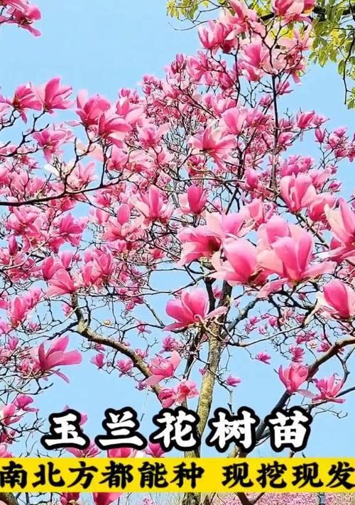 玉蓝花代表什么？它的寓意有哪些？
