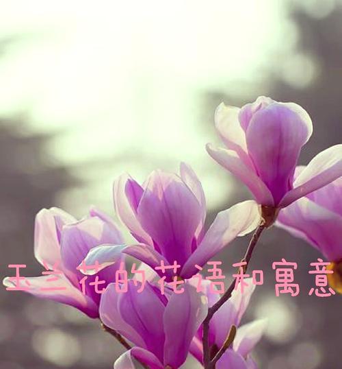 玉蓝花代表什么？它的寓意有哪些？