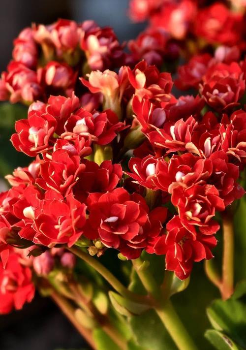 长寿花的花语寓意是什么？它象征着什么？
