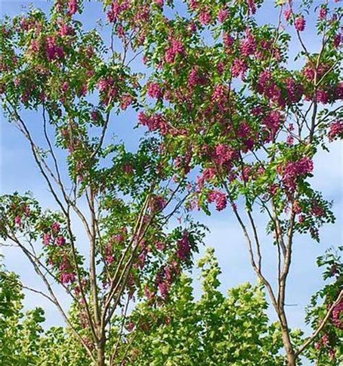 龙槐树的花语有哪些含义？它在文化中扮演什么角色？