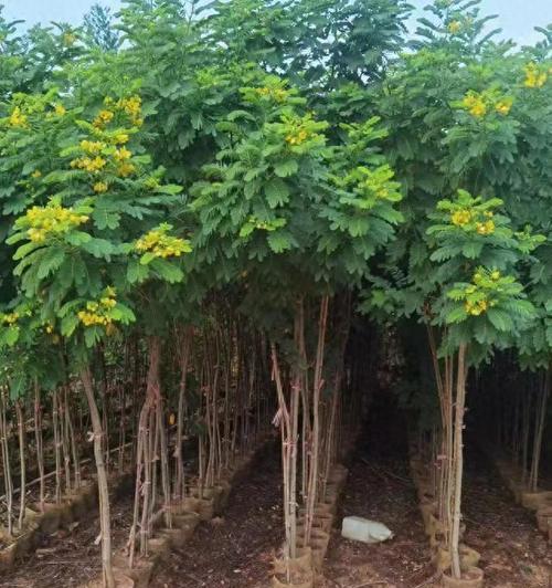 龙槐树的花语有哪些含义？它在文化中扮演什么角色？