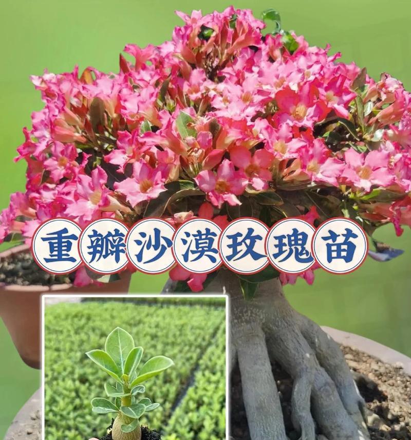 干泥土能制作玫瑰花吗？具体步骤是什么？