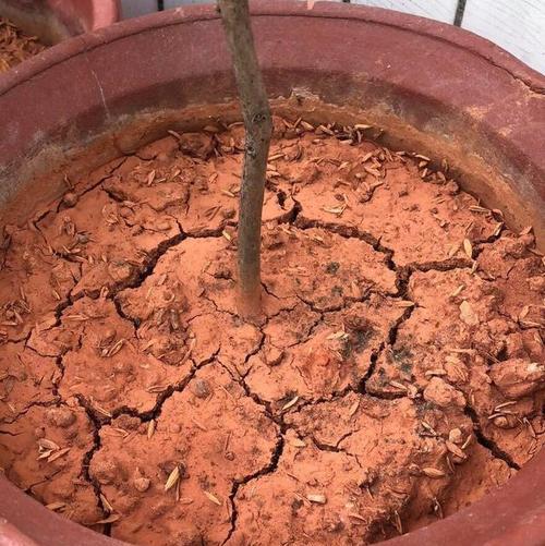 干泥土能制作玫瑰花吗？具体步骤是什么？