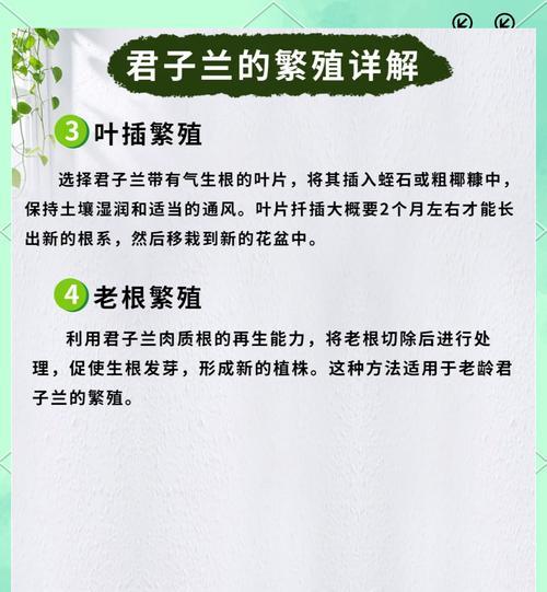君子兰多棵一起养殖能开花吗？如何管理才能促进开花？
