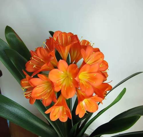君子兰多棵一起养殖能开花吗？如何管理才能促进开花？