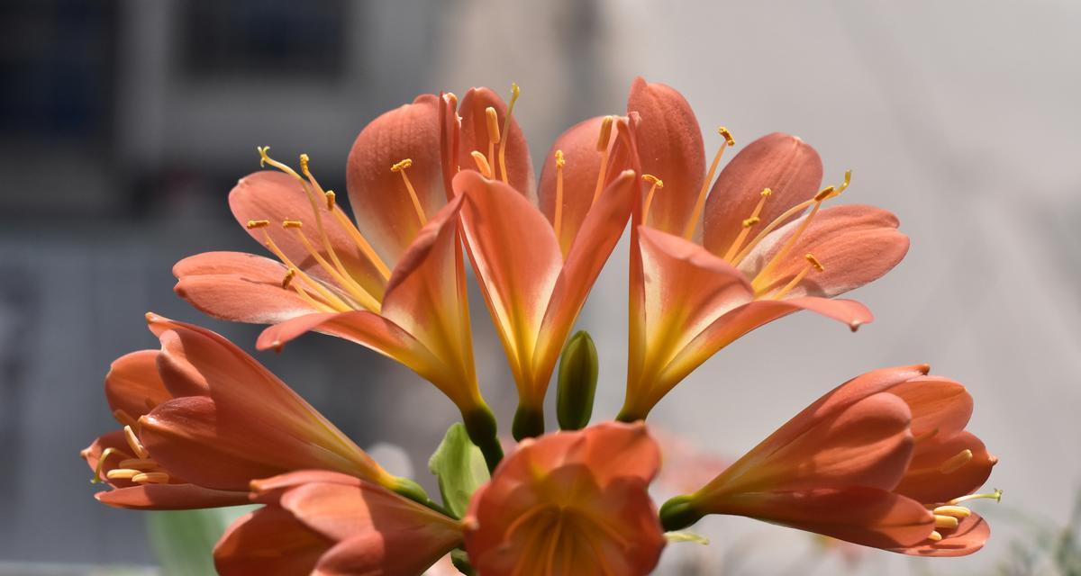 君子兰多棵一起养殖能开花吗？如何管理才能促进开花？