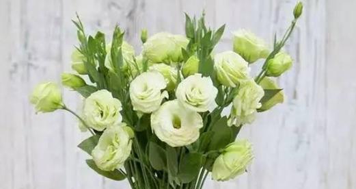 冰箱花的花语和寓意是什么？它象征着什么？