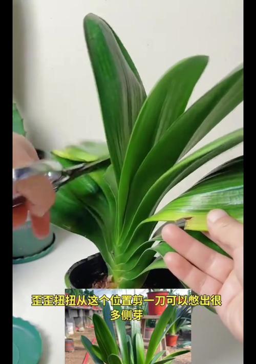 君子兰叶子变细长的可能原因？
