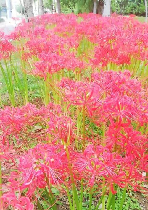 寒门秀才的花语代表什么含义？