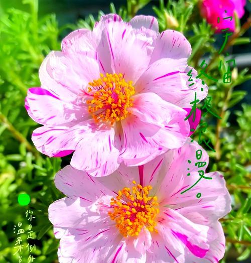 向日葵的花语象征什么？向日葵代表了什么情感？