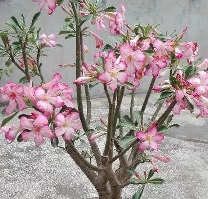 玫瑰花蔫萎后如何进行补救？