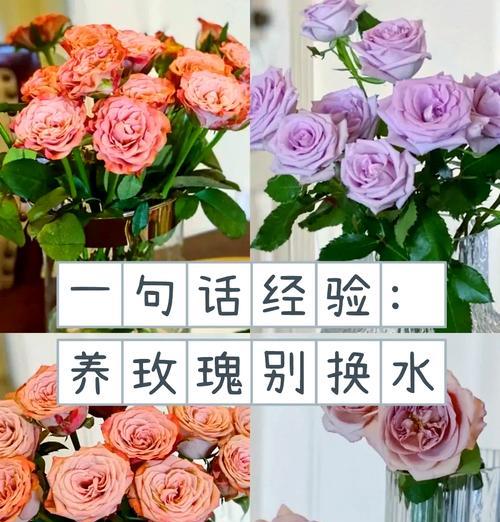 玫瑰花蔫萎后如何进行补救？