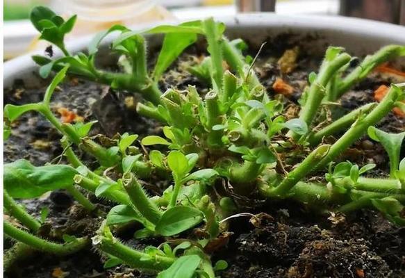君子兰小芽移植的最佳时机和方法是什么？