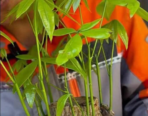 君子兰小芽移植的最佳时机和方法是什么？