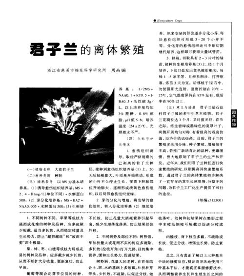 君子兰小芽移植的最佳时机和方法是什么？