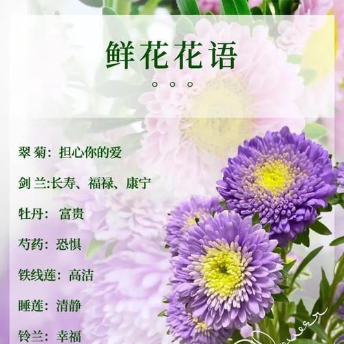 俊美的道具花代表什么？它的花语有何特别之处？