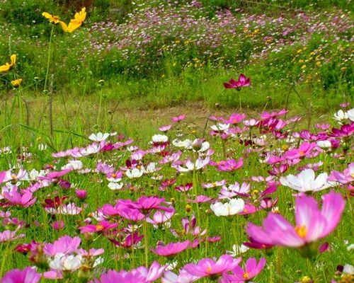 俊美的道具花代表什么？它的花语有何特别之处？