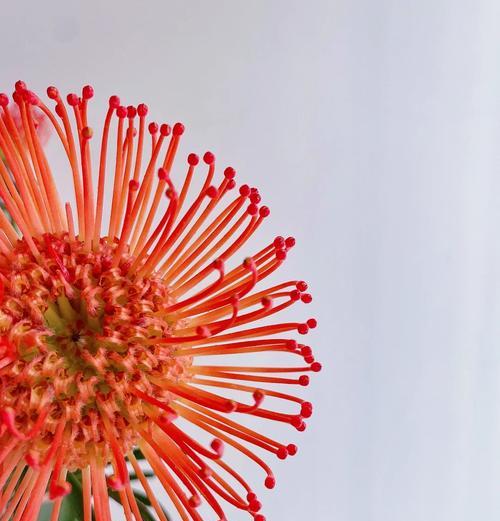 俊美的道具花代表什么？它的花语有何特别之处？