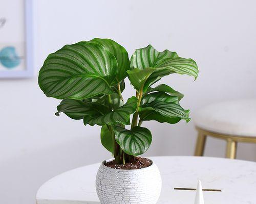 绿植青采牡丹花养护需要注意什么？