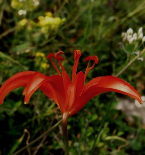 绿植青采牡丹花养护需要注意什么？