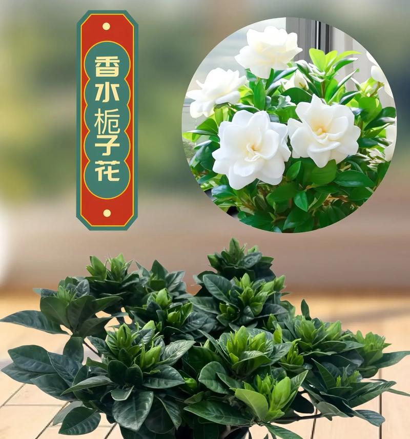 栀子什么花语？栀子花代表了哪些情感和寓意？