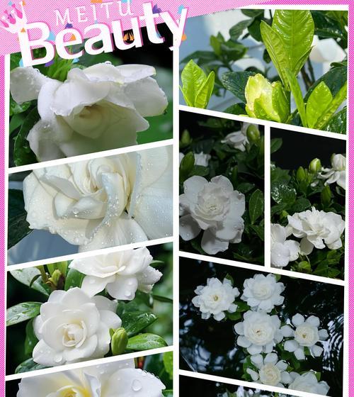 栀子什么花语？栀子花代表了哪些情感和寓意？