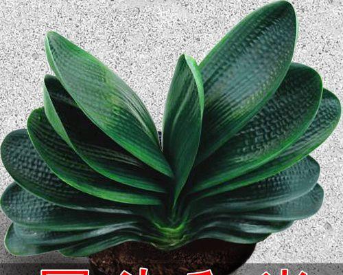 君子兰盆景养护管理要点有哪些？