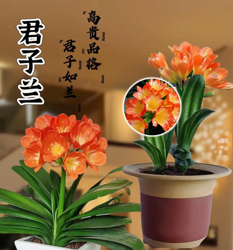 君子兰盆景养护管理要点有哪些？